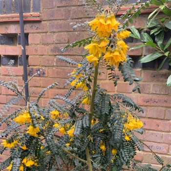 SOPHORA miododajna - sadzonki 10 / 20 cm